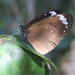 Mariposa Cuervo Enana - Photo (c) Malcolm Tattersall, algunos derechos reservados (CC BY-NC), subido por Malcolm Tattersall