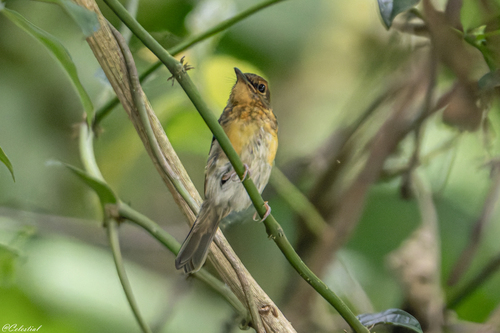 Large Blue Flycatcher