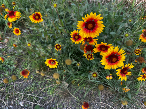 great blanketflower