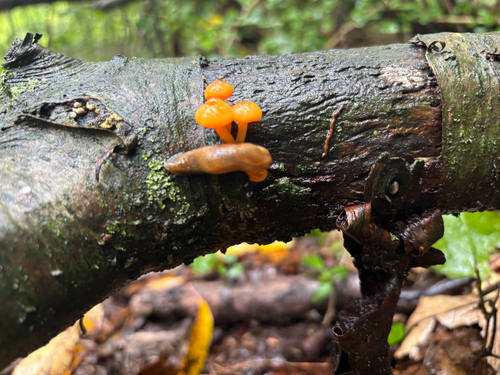 orange mycena