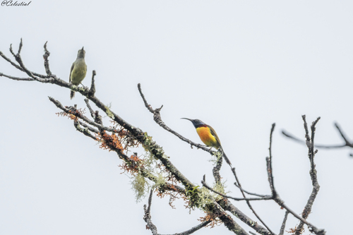 Green-tailed Sunbird