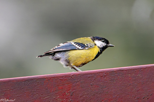 Green-backed Tit