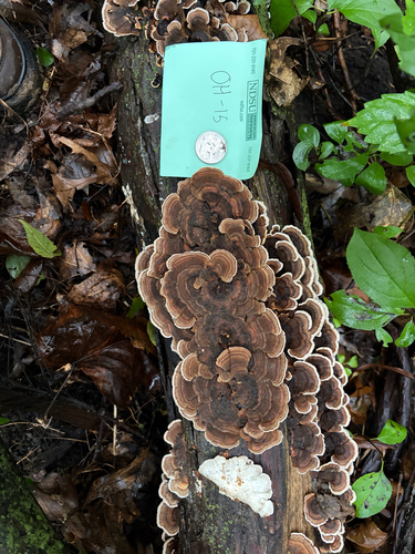 turkey-tail