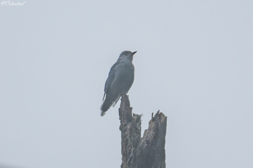 Verditer Flycatcher