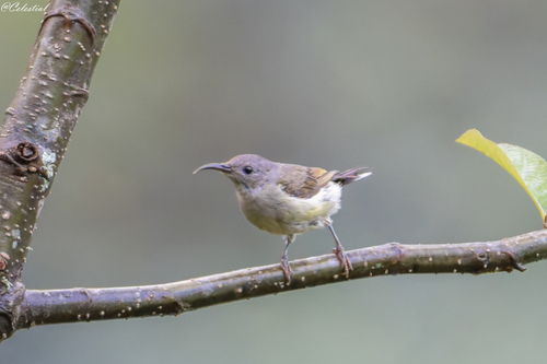 Black-throated Sunbird