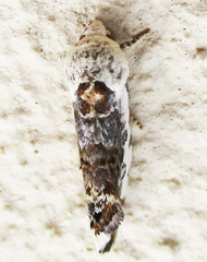 Acontia ectorrida