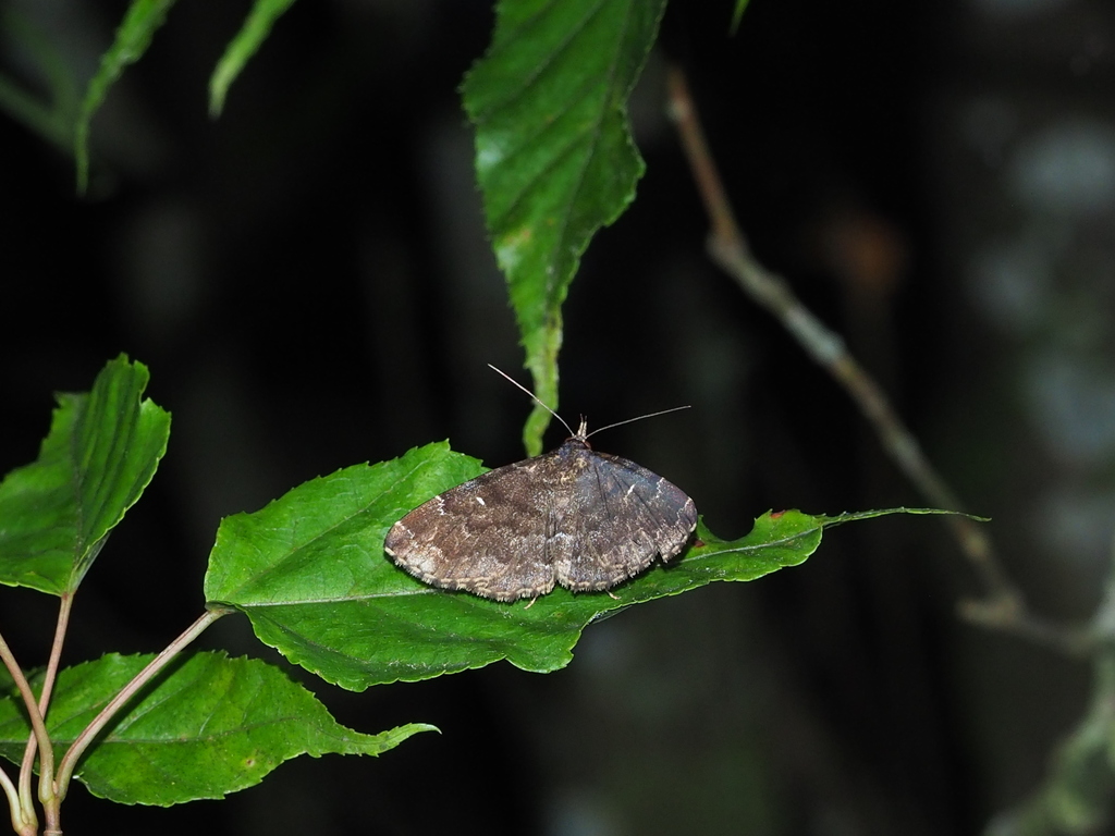 Adrapsa rivulata