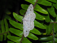 Lassaba parvalbidaria