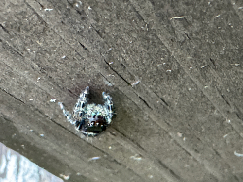 Bold Jumping Spider