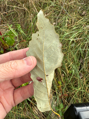 (c) Jeff Clark, some rights reserved (CC BY) Quercus muehlenbergii, photograph (c) Jeff Clark, some rights reserved (CC BY)