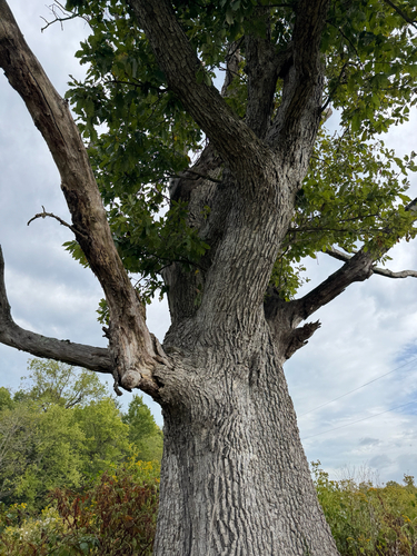 Quercus muehlenbergii, photograph 5