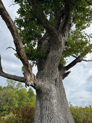(c) Jeff Clark, some rights reserved (CC BY) Quercus muehlenbergii, photograph (c) Jeff Clark, some rights reserved (CC BY)