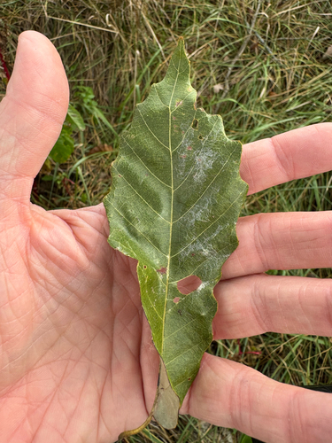 Quercus muehlenbergii, photograph 3