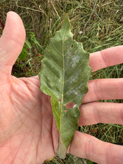 (c) Jeff Clark, some rights reserved (CC BY) Quercus muehlenbergii, photograph (c) Jeff Clark, some rights reserved (CC BY)
