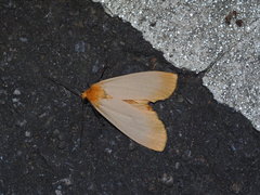 Eilema karenkona