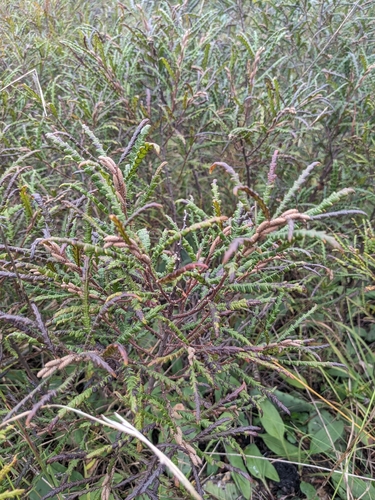 sweetfern
