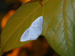 Micronidia intermedia