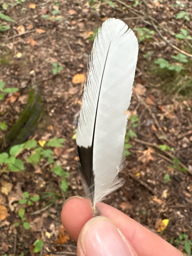 Red-headed Woodpecker