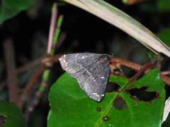 Adrapsa simplex
