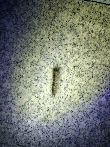 Fall Webworm Moth