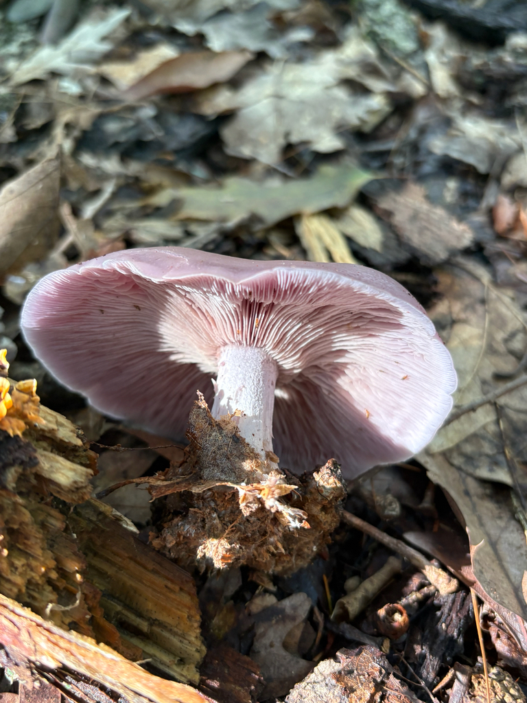 Blewit · September 2026 · photo: Photo: (c) delognut, some rights reserved (CC BY) · iNaturalist