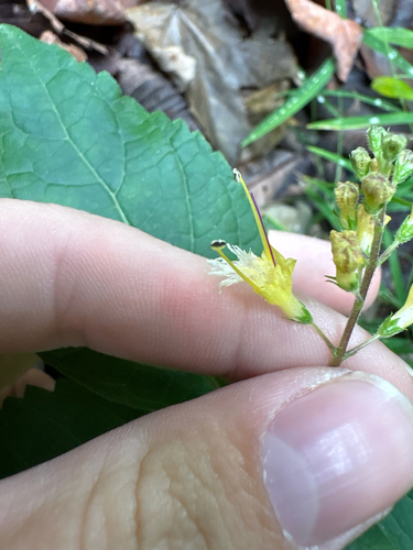 citronella horse balm
