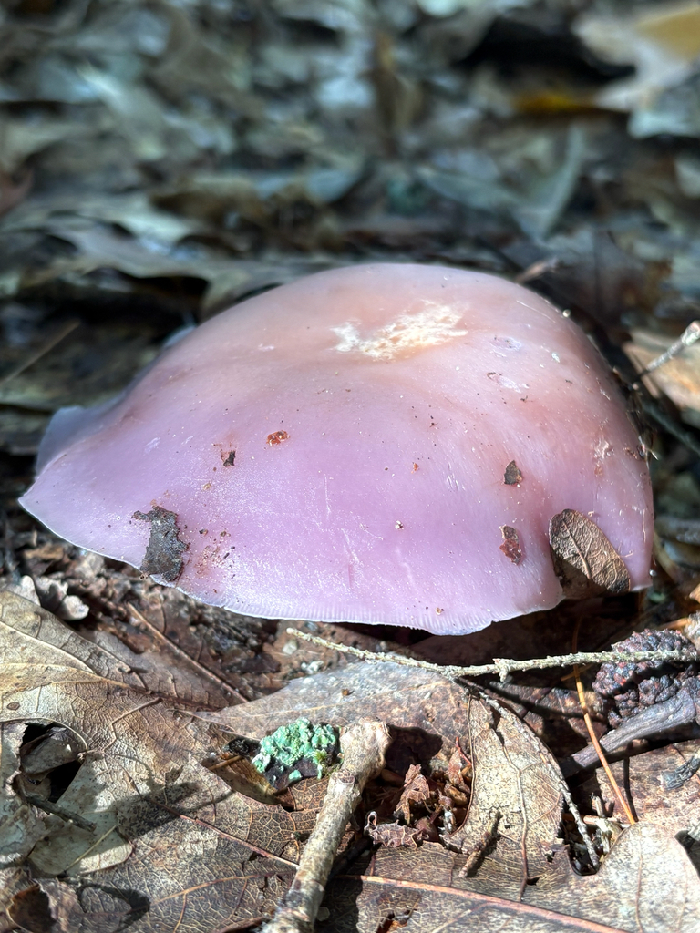 Blewit · September 2026 · photo: Photo: (c) delognut, some rights reserved (CC BY) · iNaturalist