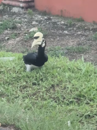 Oriental Pied-Hornbill (Southern)