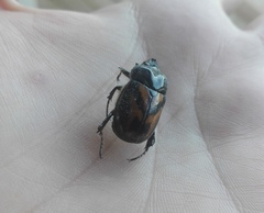 Oryctomorphus bimaculatus