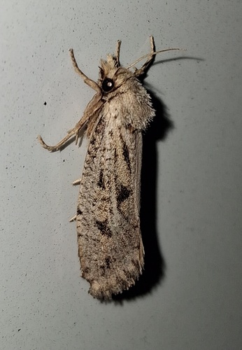 Clemens' Grass Tubeworm Moth