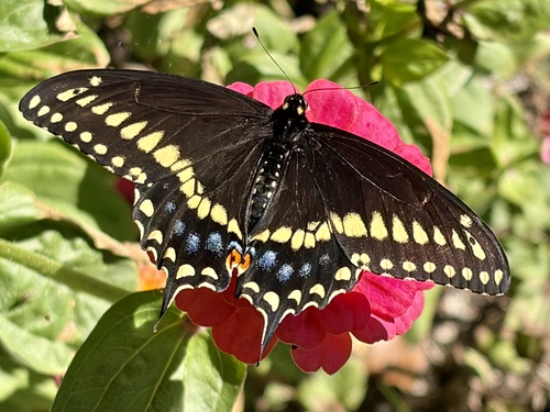 Black Swallowtail