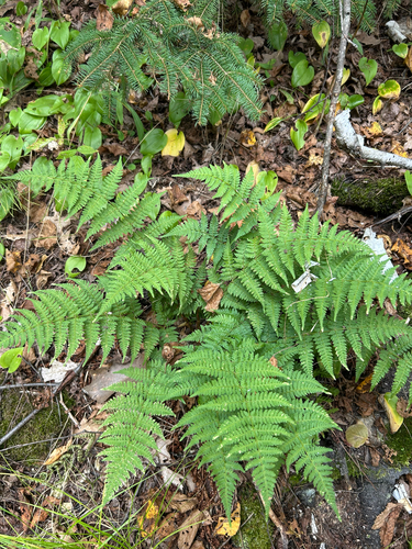 intermediate wood fern