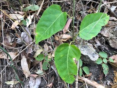 Leichhardtia lloydii