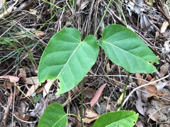 Leichhardtia lloydii