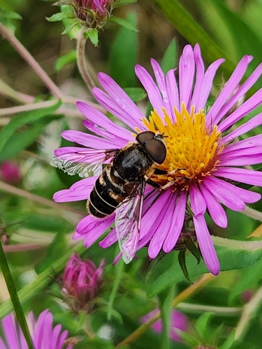 Black-shouldered Drone Fly