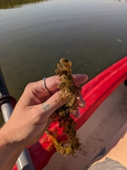Utricularia macrorhiza