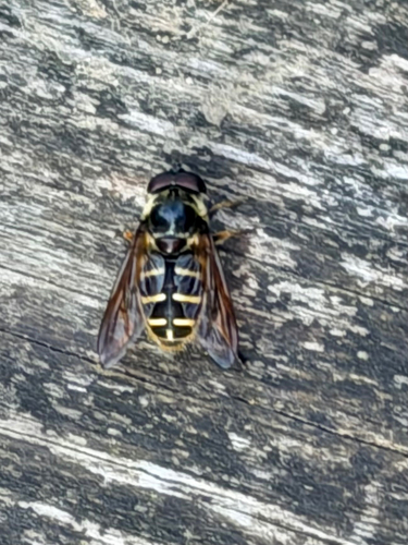 Western Pond Fly