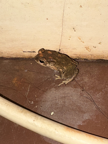 Asian Common Toad