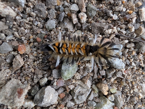 Milkweed Tussock Moth