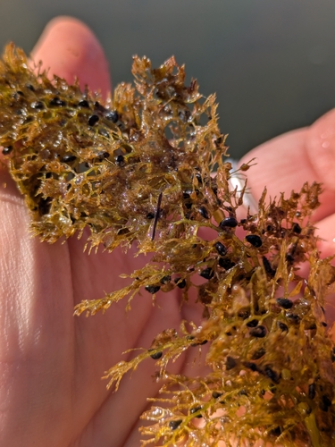 Utricularia macrorhiza, photograph 3