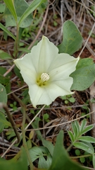 Calystegia atriplicifolia buttensis