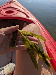 Potamogeton alpinus