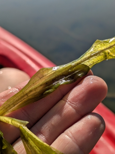 Potamogeton alpinus, photograph 2