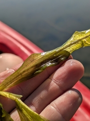 author not stated, no rights reserved Potamogeton alpinus, photograph author not stated, no rights reserved