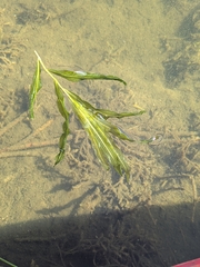 author not stated, no rights reserved Potamogeton alpinus, photograph author not stated, no rights reserved
