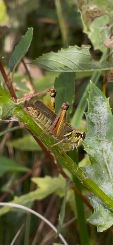 Red-legged Grasshopper