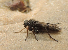 Rhagio dichromaticus