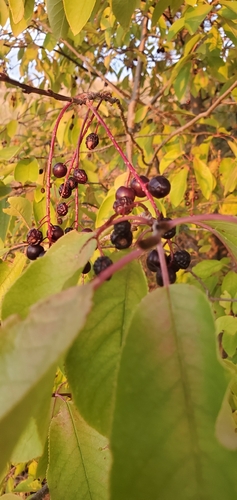 chokecherry