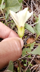 Calystegia atriplicifolia buttensis
