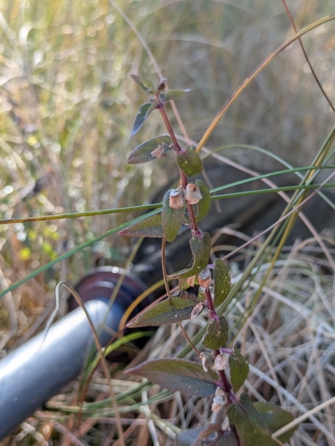 Scutellaria galericulata, photograph 3